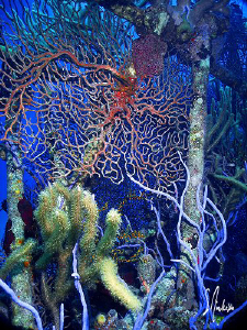 This view reminded me of a garden of color! by Steven Anderson 